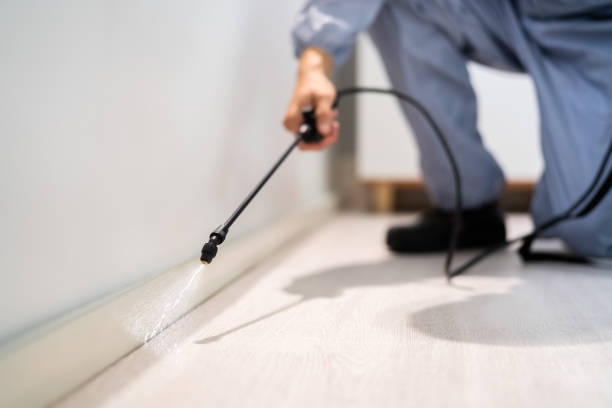 Certified termite inspector examining foundation in Hawarden